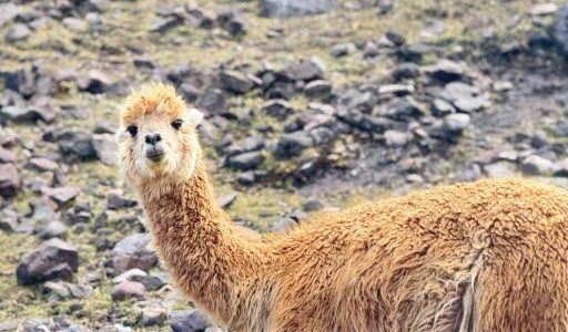 LARES-1